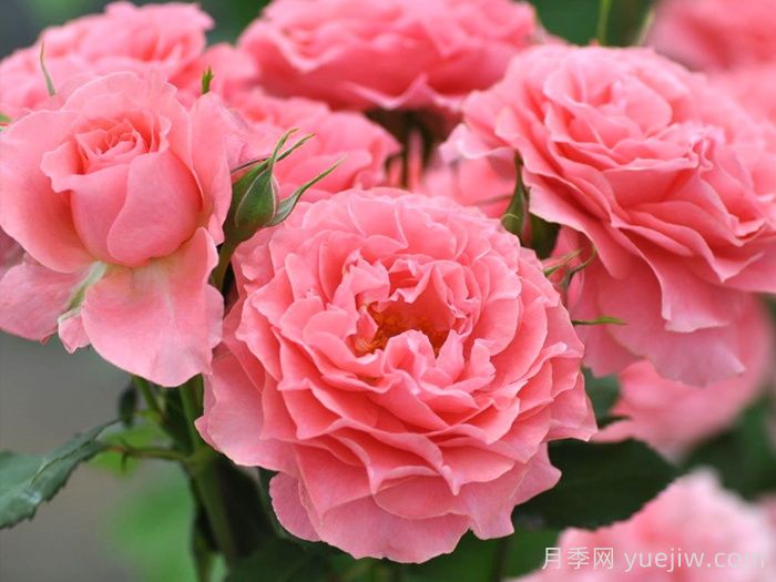 5个月季花品种推荐(图5)