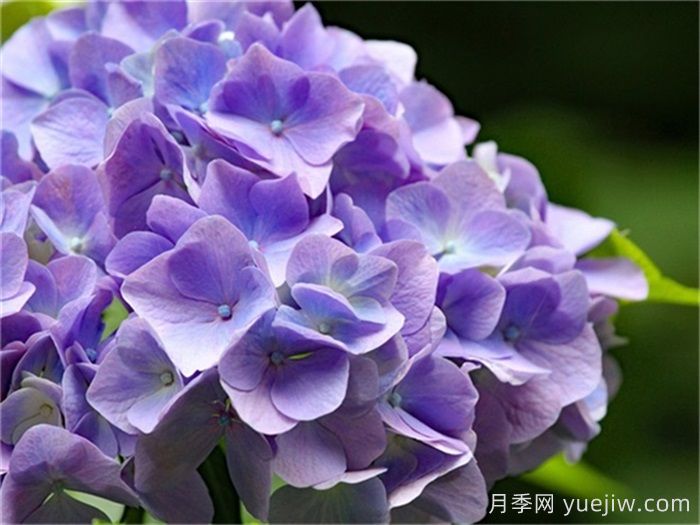 北方零下20℃抗冻的10种花境植物(图1)