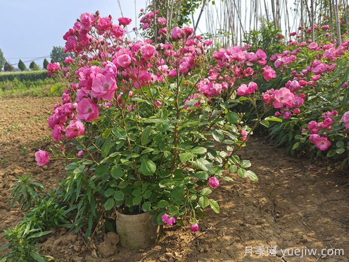 月季养护知识，新手花友必知(图2)