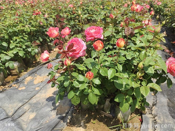 丛生树的园林应用与品种配置原则深度解析(图2) 丛生树的园林应用与品种配置原则深度解析(图2)