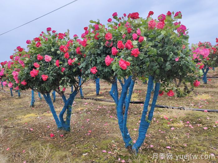 丛生树的园林应用与品种配置原则深度解析(图1) 丛生树的园林应用与品种配置原则深度解析(图1)