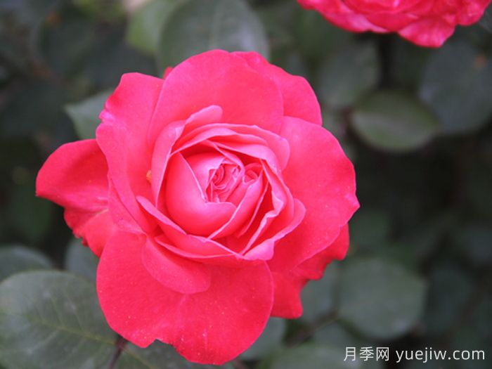 泰达天使月季(图1)