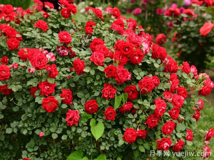 月季名园：天津泰达植物资源库月季园(图1)