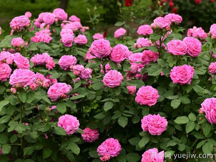 月季名园：天津泰达植物资源库月季园(图2)