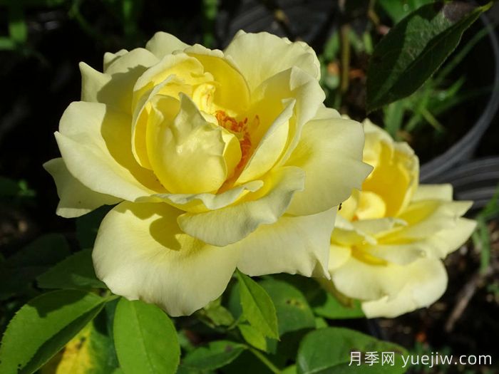 赫尔穆特施密特月季(图2)