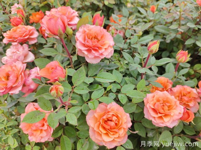 100种北方常用的乔灌地被(图1)