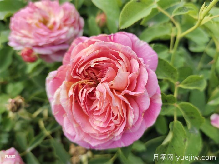 适合秋季入手的月季推荐，阳台党友好(图2)