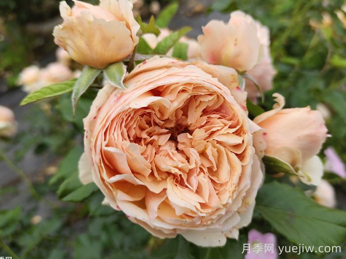 适合秋季入手的月季推荐，阳台党友好(图3)