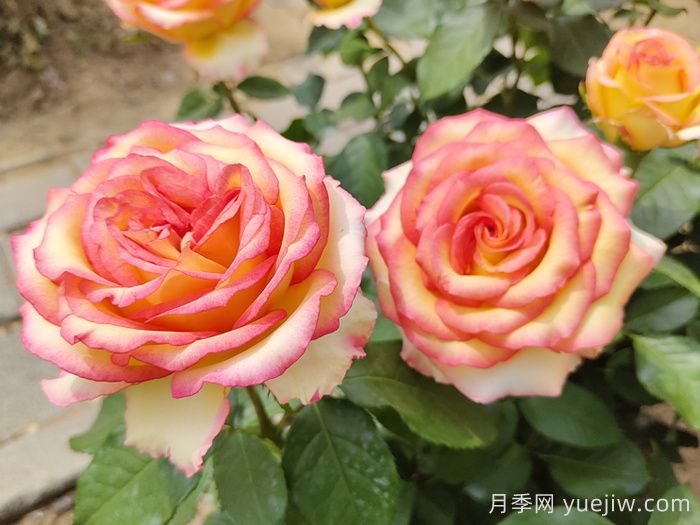 100种南方园林常用乔灌地被(图1)