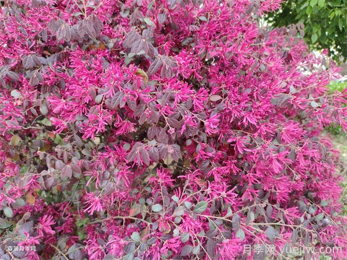 100种南方园林常用乔灌地被(图2)