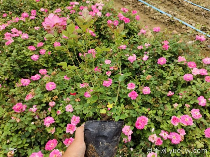 绿化工程苗木草花采购全流程成本控制手册(图2) 绿化工程苗木草花采购全流程成本控制手册(图2)