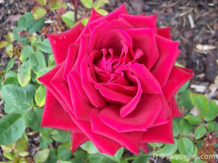 生日快乐月季/想念你月季(图2)