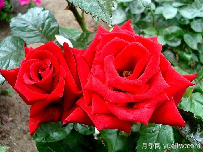 生日快乐月季/想念你月季(图1)