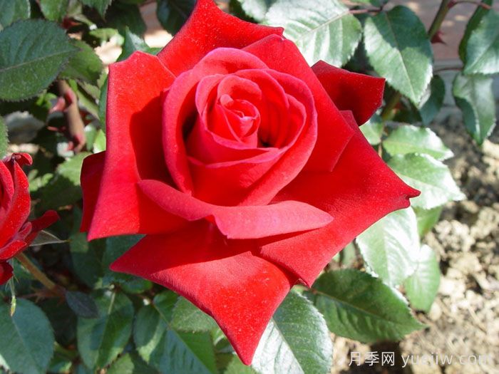 生日快乐月季/想念你月季(图3)