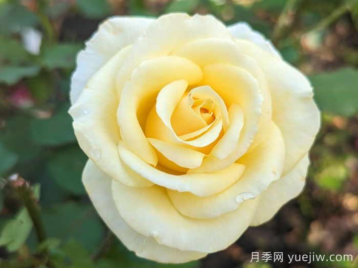 阿奇莫斯月季/阿奇摩丝(图1)