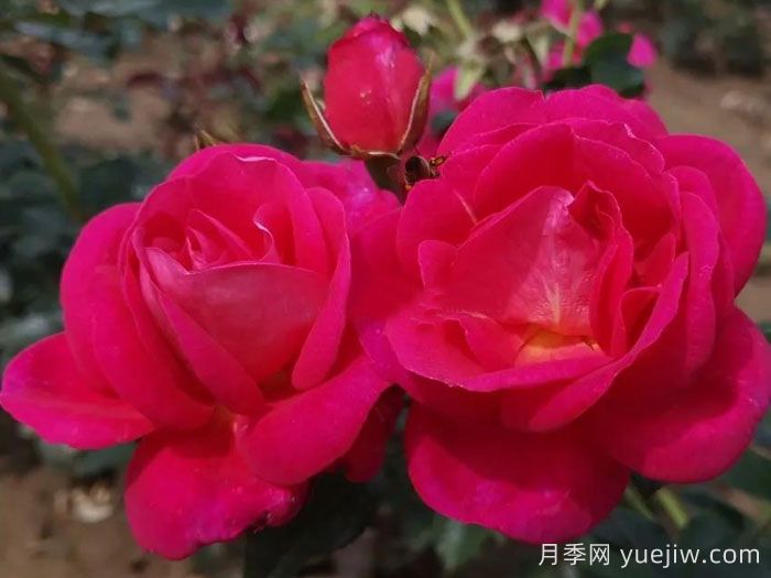 招蜂引蝶月季/吸引蜜蜂(图1)