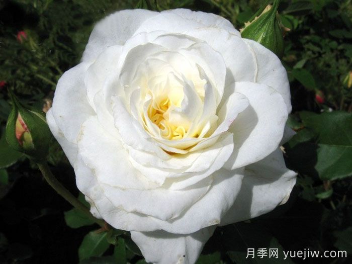 埃莱娜卡雷尔恩科斯月季(图1)