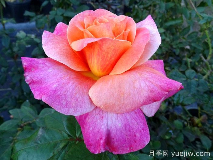 超现实月季(图1)