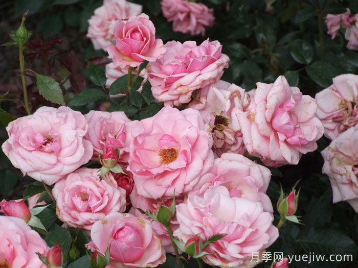 阿尔伯特亲王月季(图3)