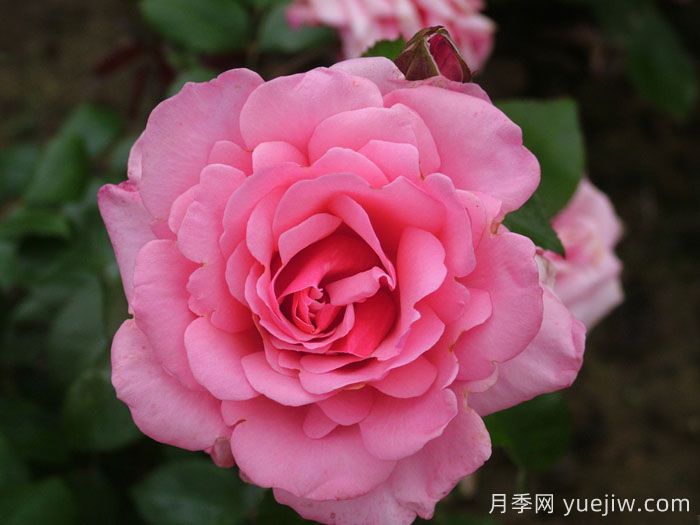 阿尔伯特亲王月季(图1)