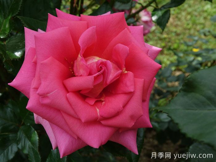 芬芳艾莉婕月季(图1)