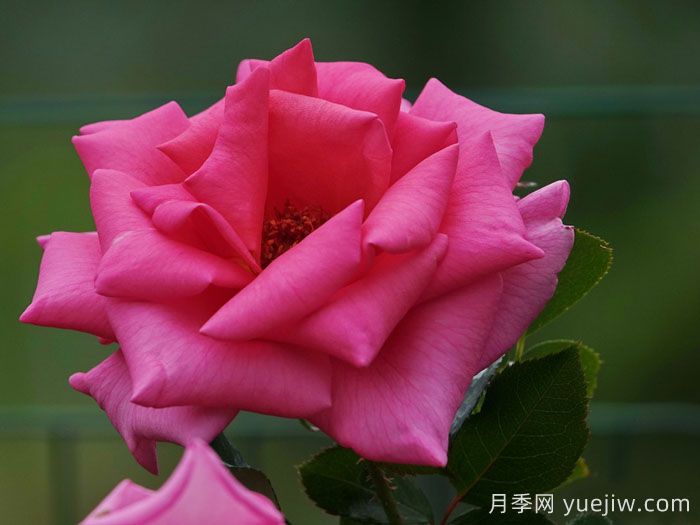 芬芳艾莉婕月季(图2)