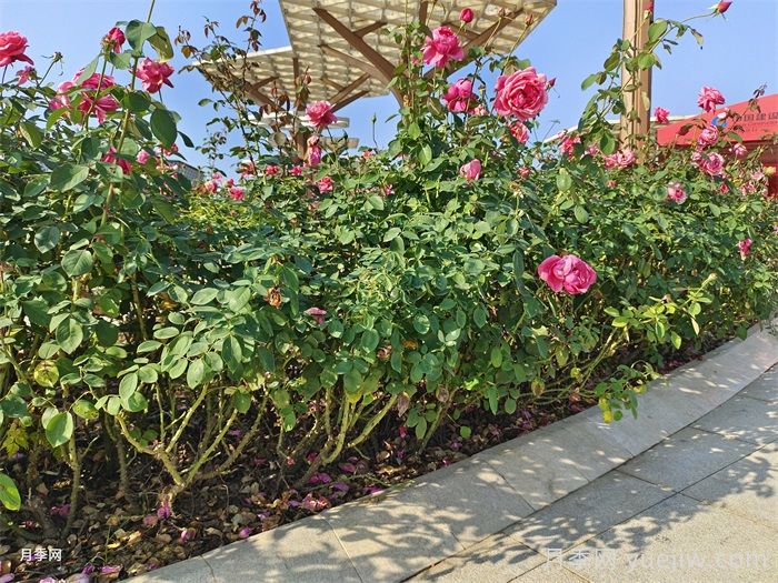 园林绿篱苗全能应用指南(图1) 园林绿篱苗全能应用指南(图1)