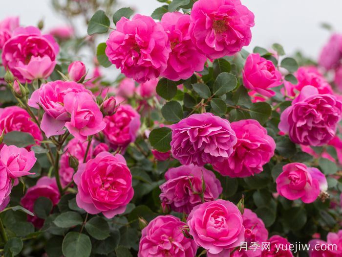 藤本月季品种那么多!看看哪一款最适合你!(图6) 藤本月季品种那么多!看看哪一款最适合你!(图6)