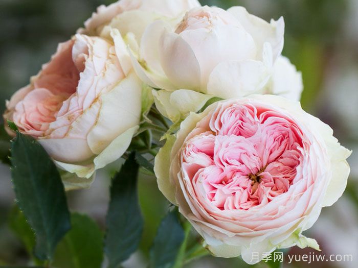 绒球门廊月季/绒球花环/门廊绒球/夏日羊绒(图2)