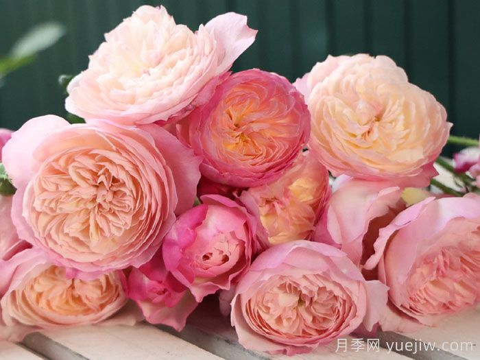 康斯坦茨月季(图4)