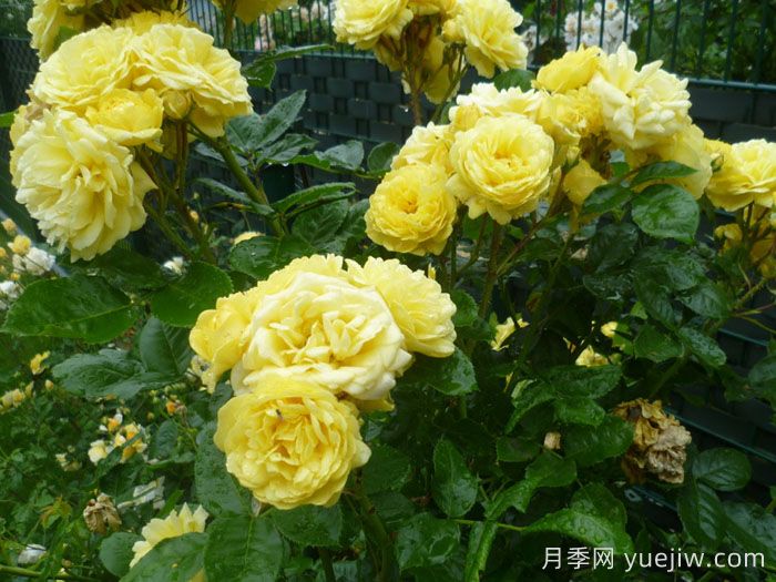 游乐园月季/赌场月季(图2)