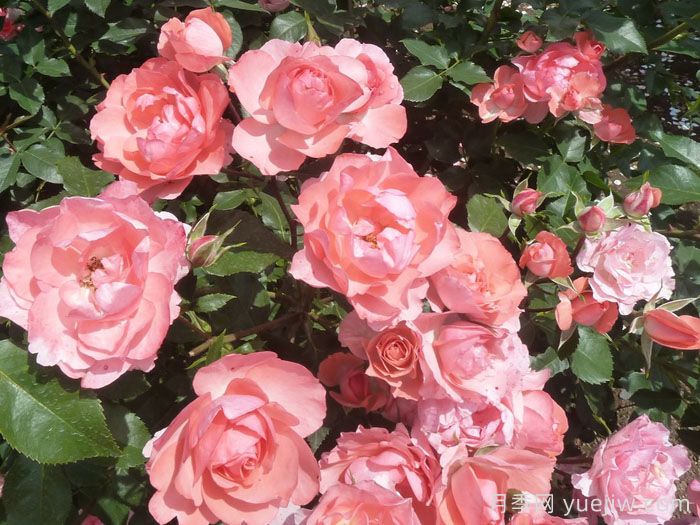 法兰西花园月季/法国花园/激情之吻(图4)