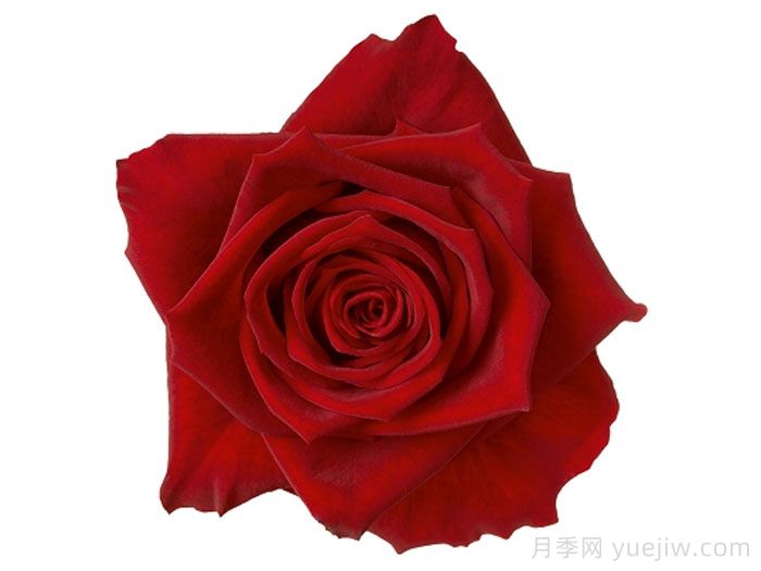 安吉丽娜月季(图1)