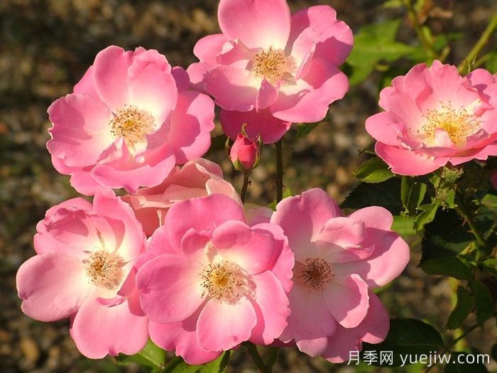 安吉丽娜月季/安洁莉娜(图1)