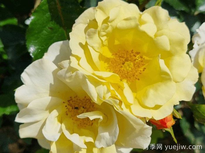 阿什顿沃尔德月季(图2)