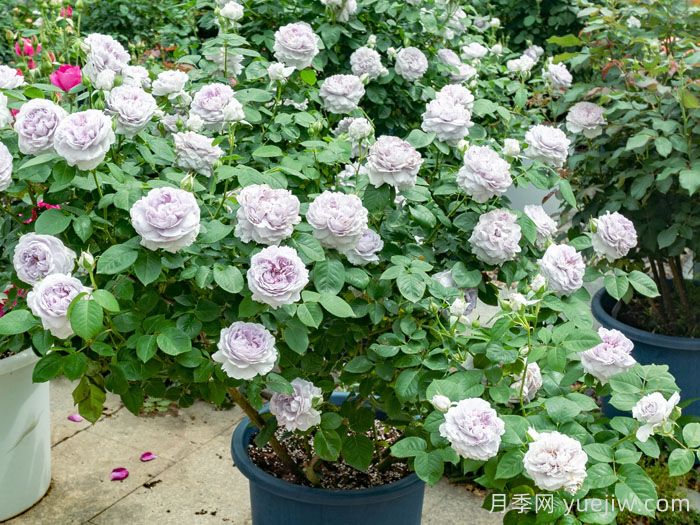 青雾月季(图2)