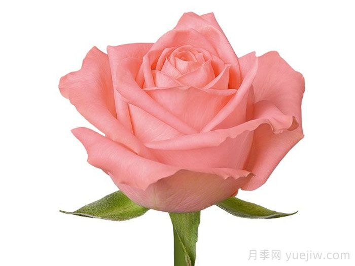 安娜卡丽娜月季/安卡丽娜(图2)