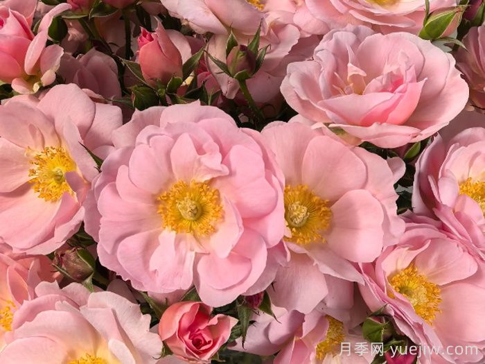 芭乐摇摇奶昔月季(图1)