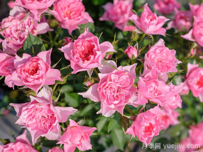 小婵娟月季(图3)