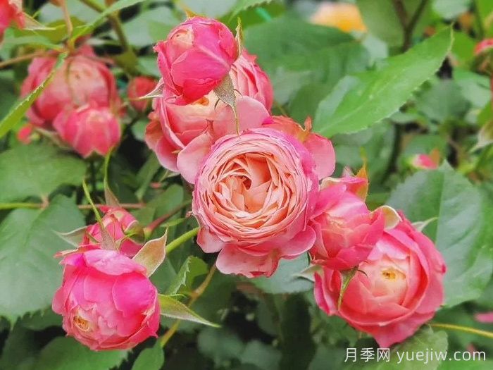 耐寒的5个品种月季，0度以上就能开花(图4)