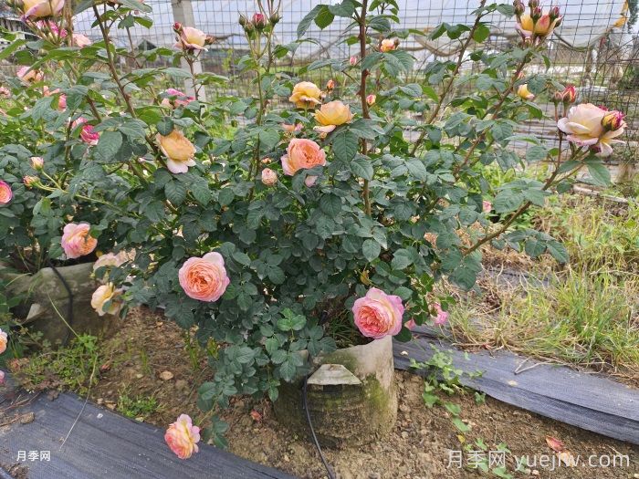 11月养花就养灌木月季，室内天冷照样开花(图2)