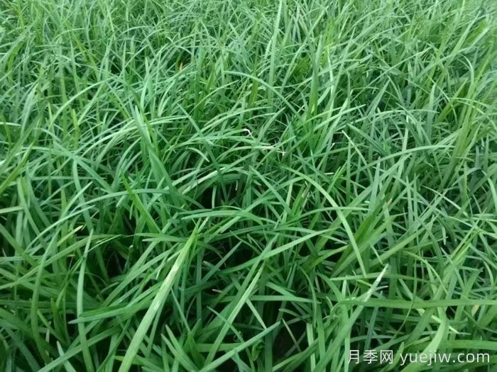 麦冬草在园林造景中的植物配置艺术(图1) 麦冬草在园林造景中的植物配置艺术(图1)