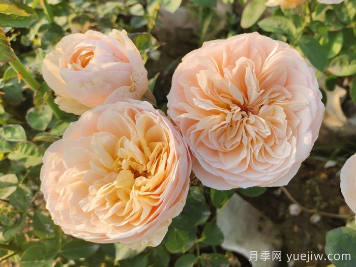 耐热性强的6种月季，35度高温花型花色依然很美(图5)