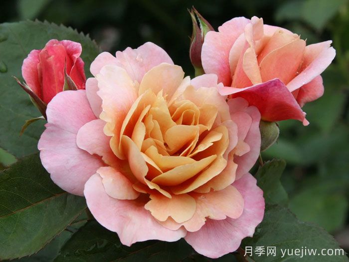 遥远的鼓声月季/妖鼓/遥鼓(图1)