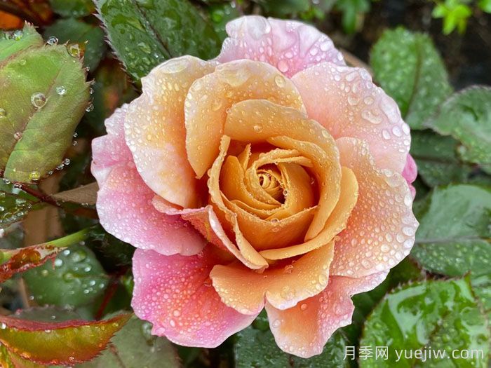 遥远的鼓声月季/妖鼓/遥鼓(图2)