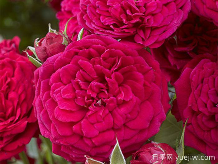 爆炸砰月季(图1)