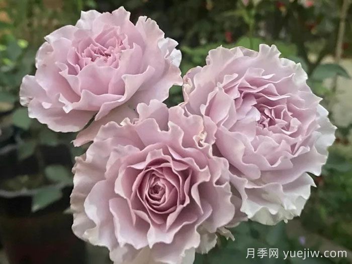 分享十款优秀蓝紫色月季品种(图1)