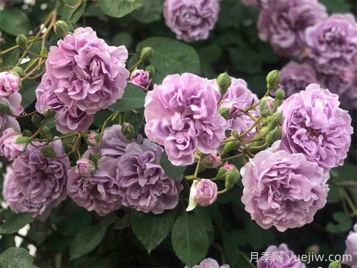 分享十款优秀蓝紫色月季品种(图7)