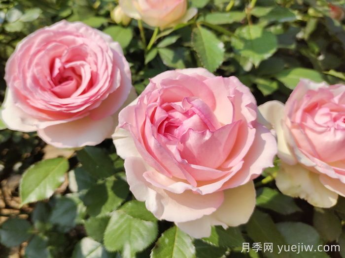 精选35种绝美月季，一个比一个漂亮(图2)