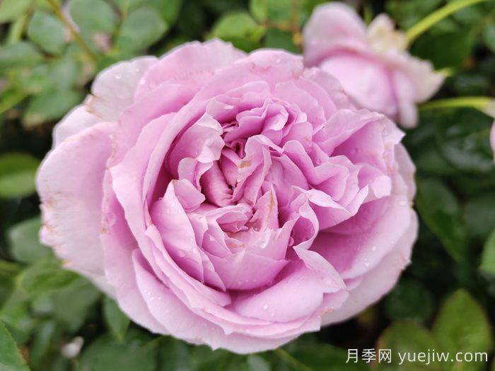 精选35种绝美月季，一个比一个漂亮(图7)